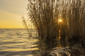 Reeds on the banks of Dümmer, Lembruch, Lower Saxony, Germany