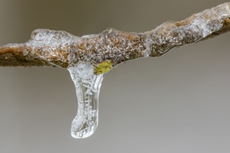 Freezing rain in Barneführer Holz, bud of a tree enclosed in ice, Hatten, Lower Saxony, Germany