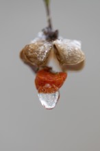 Peacock coneflower (Euonymus europaeus) in Barneführer Holz, Hatten, Lower Saxony, Germany