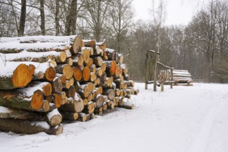 Winter at Ahlhorn fish ponds, firewood, logging, Ahlhorn, Lower Saxony, Germany