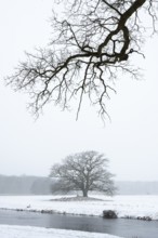 Oak (Quercus) in the Hunte meadows near Colnrade in winter, Colnrade, Lower Saxony, Germany