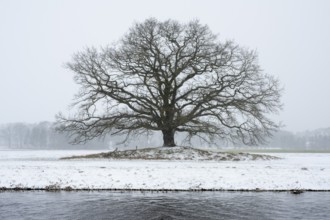 Oak (Quercus) in the Hunte meadows near Colnrade in winter, Colnrade, Lower Saxony, Germany