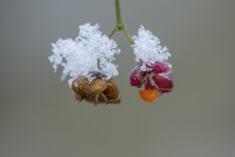 Peacock coneflower (Euonymus europaeus) in Barneführer Holz, Hatten, Lower Saxony, Germany