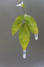 Freezing rain on a leaf in Barneführer Holz, Hatten, Lower Saxony, Germany
