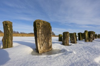 Winter at Dümmer, on ice, Eickhöpen, Lembruch, Lower Saxony, Germany