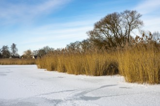Thatch on the banks of the clown Dümmer, Eickhöpen, Lembruch, Lower Saxony, Germany