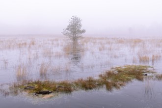 Winter landscape in moor, Goldenstedt, Lower Saxony, Germany