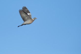 Woodpigeon (Columba palumbus) in flight against a blue sky, Hanover, Lower Saxony, Germany