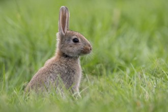 Attentive wild rabbit (Oryctolagus cuniculus), Vechta, Lower Saxony, Germany