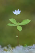 Siebenstern, Trientalis europaea, Visbek, Lower Saxony, Germany