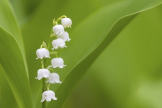 Flowering lily of the valley (Convallaria majalis), Damme, Lower Saxony, Germany