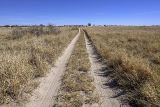 Lane on the way to Baines Baobabs, Nxai-Pan National Park, near Gweta, Central District, Botswana