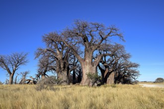 Baines Baobabs, baobab or baobab trees (Adansonia digitata), Kudiakam Pan, Nxai Pan National Park,
