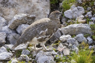 Rock ptarmigan (Lagopus muta), close-up, female walking between rocks, scree and sparse green