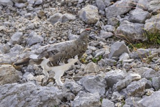 Rock ptarmigan (Lagopus muta), close-up, male between rocks on a mountain slope in the Alps,