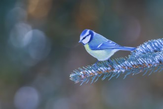 Blue tit (Cyanistes caeruleus), adult bird sitting on a snow-covered branch of a spruce tree in the