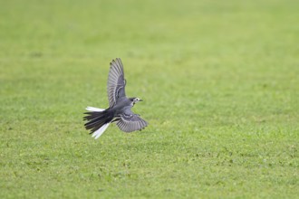 White wagtail (Motacilla alba), adult bird flying with open wing over short-mown English lawn on a