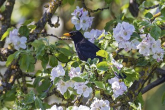 Blackbird (Turdus merula), close-up of a male between white blossoming apple blossoms in an apple