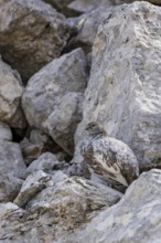 Rock ptarmigan (Lagopus muta), close-up, female stands perfectly camouflaged by the grey plumage
