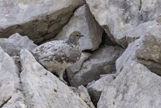Rock ptarmigan (Lagopus muta), close-up, female on a mountain slope in the Alps, Bavaria, Germany