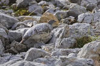Rock ptarmigan (Lagopus muta), close-up, female runs camouflaged by the grey plumage barely visible