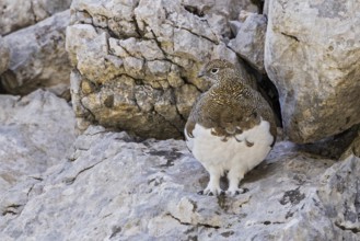 Rock ptarmigan (Lagopus muta), close-up, female standing between rocks in the Alps, Bavaria,