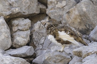 Rock ptarmigan (Lagopus muta), close-up, female standing between rocks in the Alps, Bavaria,