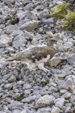 Rock ptarmigan (Lagopus muta), close-up, male walking between rocks and scree on a mountain slope