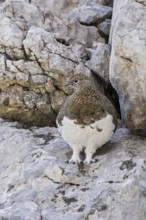 Rock ptarmigan (Lagopus muta), close-up, female standing between rocks in the Alps, Bavaria,