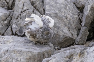 Rock ptarmigan (Lagopus muta), close-up, female opens her wings and takes wing standing between