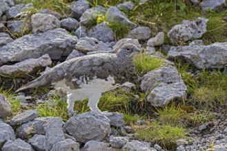 Rock ptarmigan (Lagopus muta), close-up, male walking through a scree field on a mountain slope in
