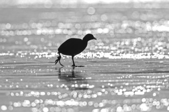 Eurasian Coot (Fulica atra), monochrome, silhouette of an adult bird walking across the frozen