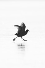 Eurasian Coot (Fulica atra), monochrome, silhouette of a fluttering adult bird with open wings
