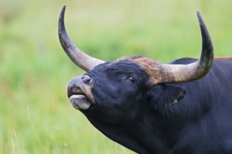 Heck cattle (Bos primigenius f. taurus), close-up and portrait of a bull with powerful horns and