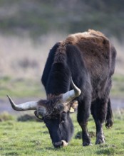 Heck cattle (Bos primigenius f. taurus), close-up of a feeding bull on pasture, Baden-Württemberg,