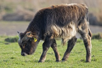 Heck cattle (Bos primigenius f. taurus), close-up, young animal on pasture, Baden-Württemberg,