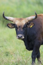 Heck cattle (Bos primigenius f. taurus), close-up and portrait of a bull with powerful horns,