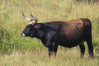 Heck cattle (Bos primigenius f. taurus), close-up of a bull in the sun on pastureland,