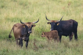Heck cattle (Bos primigenius f. taurus), two female cows with a calf standing on pasture,