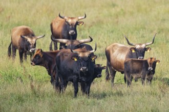 Heck cattle (Bos primigenius f. taurus), larger group with cows and calves on pasture,