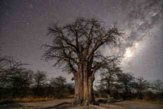 Starry sky above a baobab or baobab tree (Adansonia digitata), Kudiakam Pan, Nxai Pan National