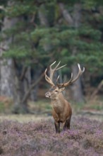 Red deer (Cervus elaphus), rut, Hoenderloo, Gelderland, Netherlands