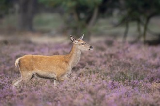 Red deer (Cervus elaphus), female, Hoenderloo, Gelderland, Netherlands
