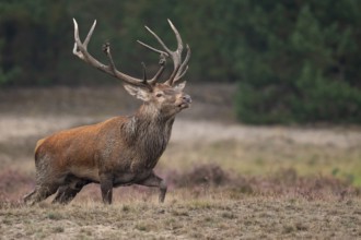 Red deer (Cervus elaphus), rut, Hoenderloo, Gelderland, Netherlands
