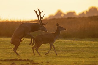 Red deer (Cervus elaphus) mating, Hoenderloo, Gelderland, Netherlands