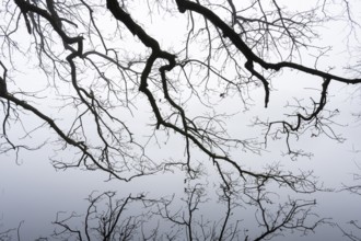Ahlhorn fish ponds in fog, Ahlhorn, Lower Saxony, Germany