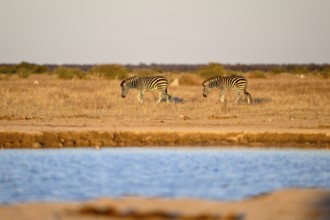 Plains zebra (Equus quagga) at the Nxai Pan waterhole, Nxai Pan National Park, near Gweta, Central