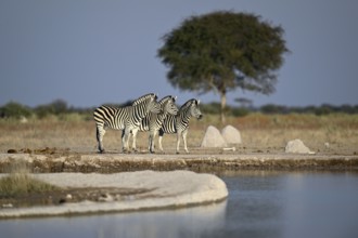 Plains zebra (Equus quagga) at the Nxai Pan waterhole, Nxai Pan National Park, near Gweta, Central