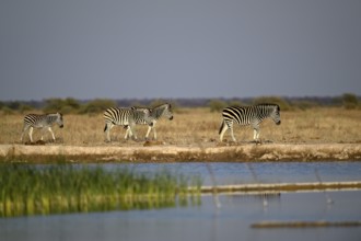 Plains zebra (Equus quagga) at the Nxai Pan waterhole, Nxai Pan National Park, near Gweta, Central