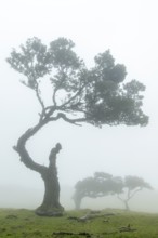 Laurel trees (Laurus nobilis) on Madeira, Fanal, Madeira, Portugal